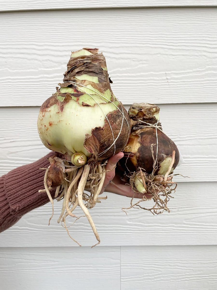 holiday-plants-amaryllis-bulbs