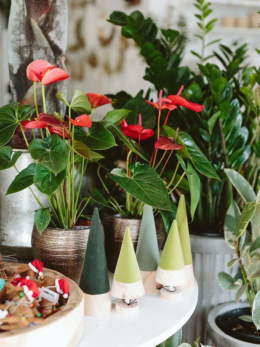 holiday-plants-anthurium-1