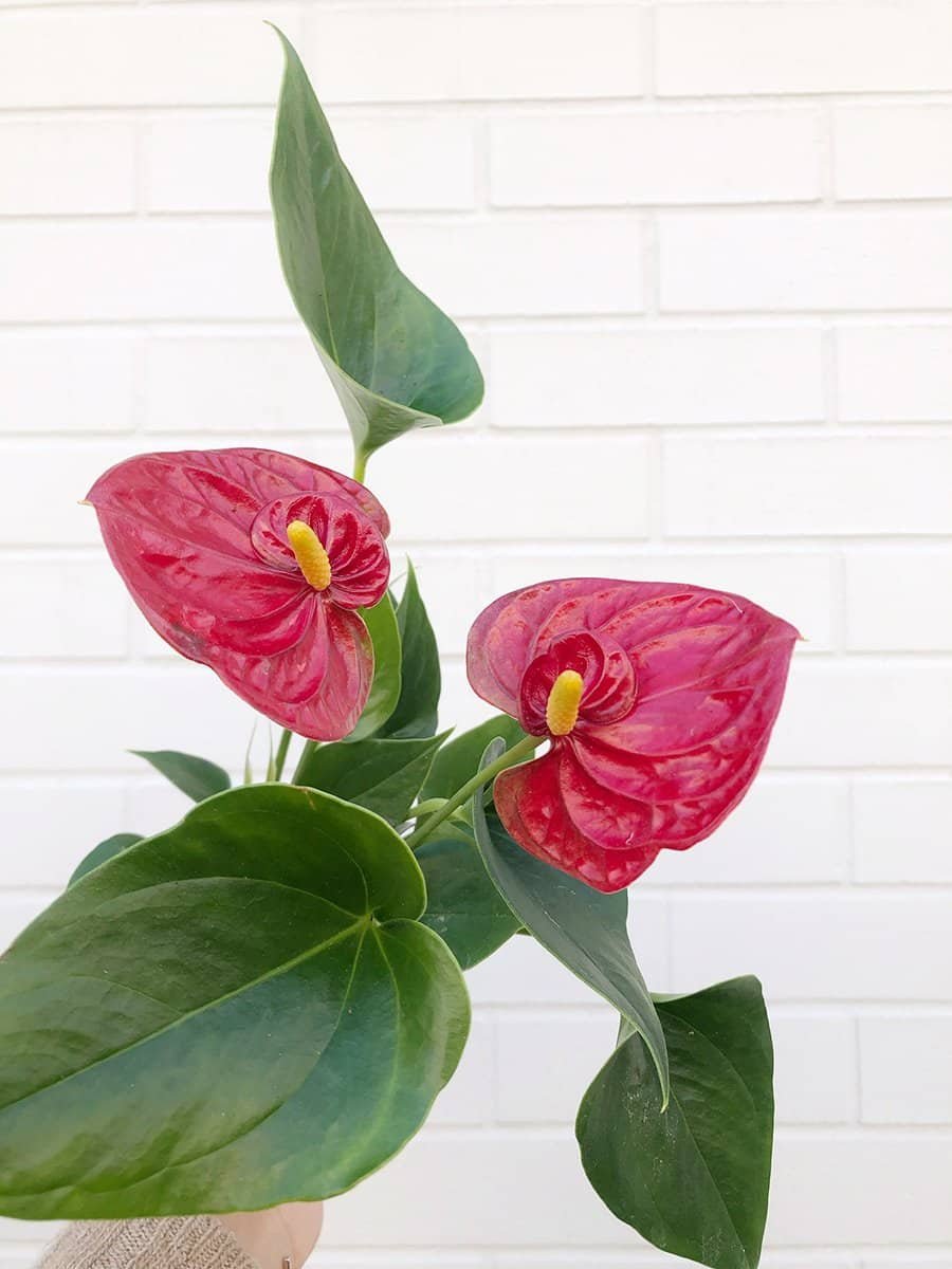 holiday-plants-anthurium-2