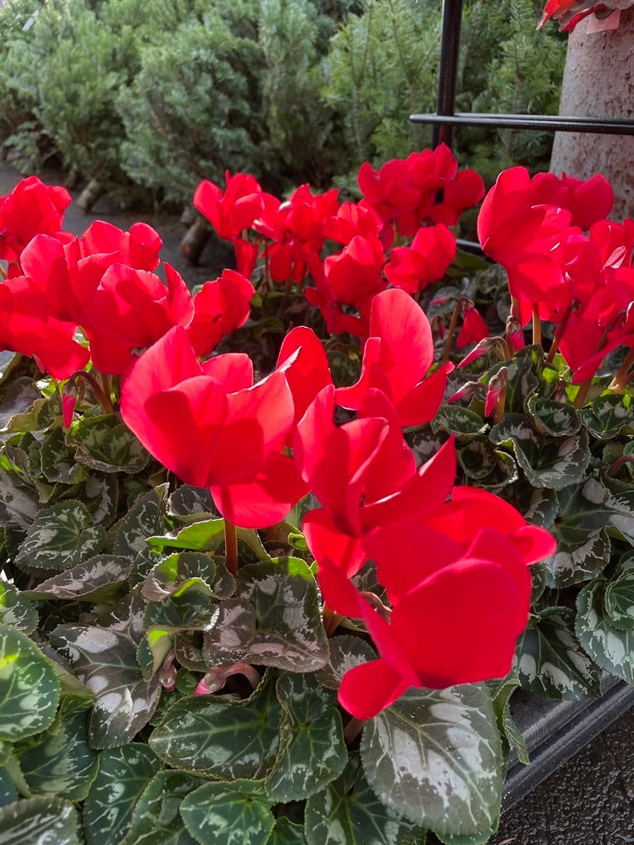 holiday-plants-cyclamen-red