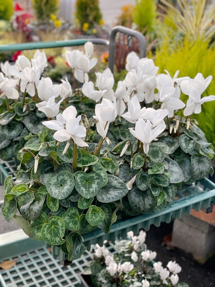 holiday-plants-cyclamen-white