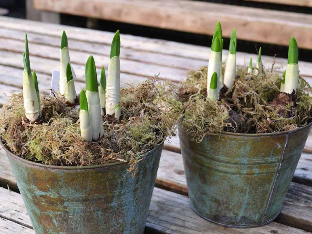 holiday-plants-paperwhites-1