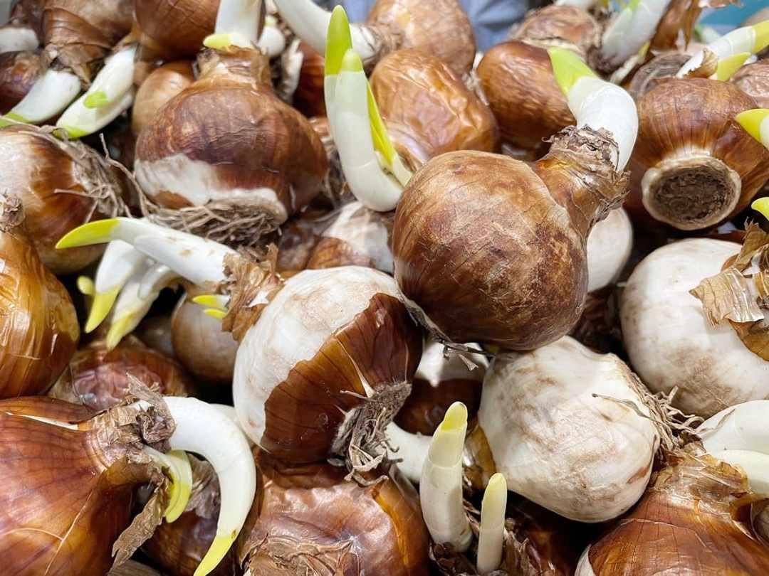 holiday-plants-paperwhites-2