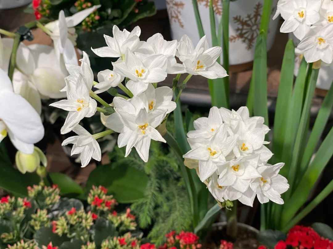 holiday-plants-paperwhites-3