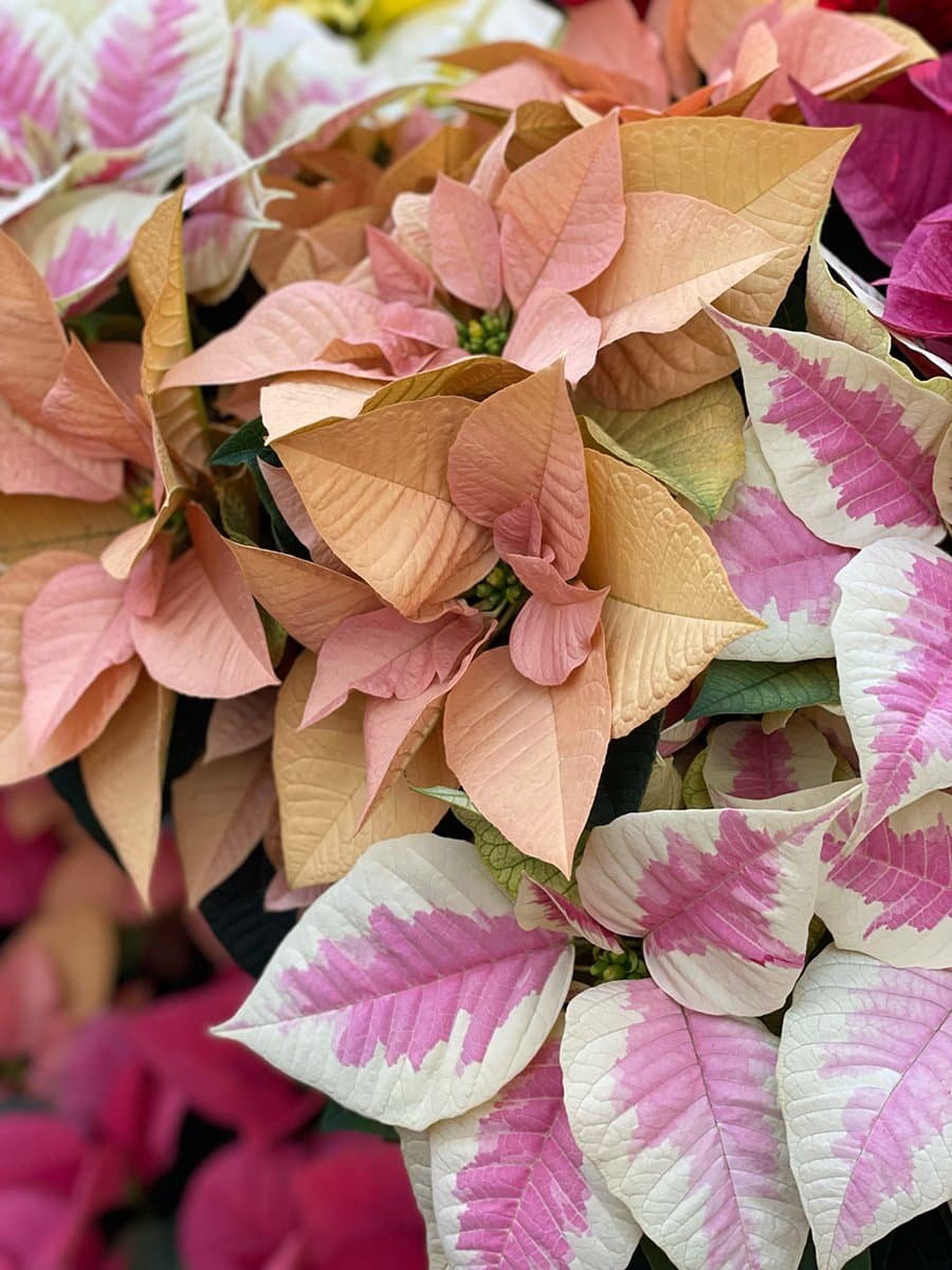 holiday-plants-poinsettia-3