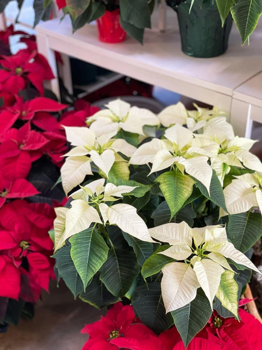 holiday-plants-poinsettia-5