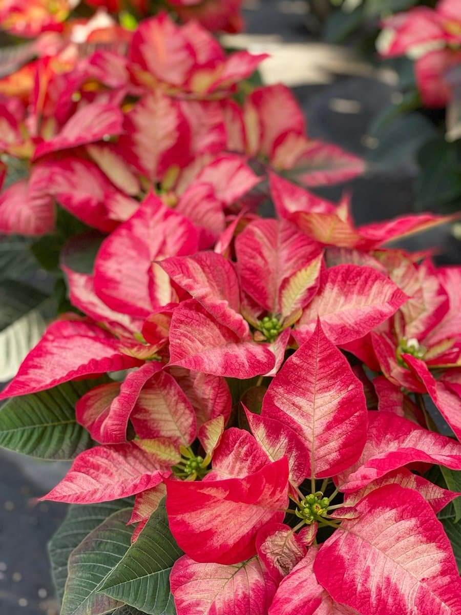 holiday-plants-poinsettia-6