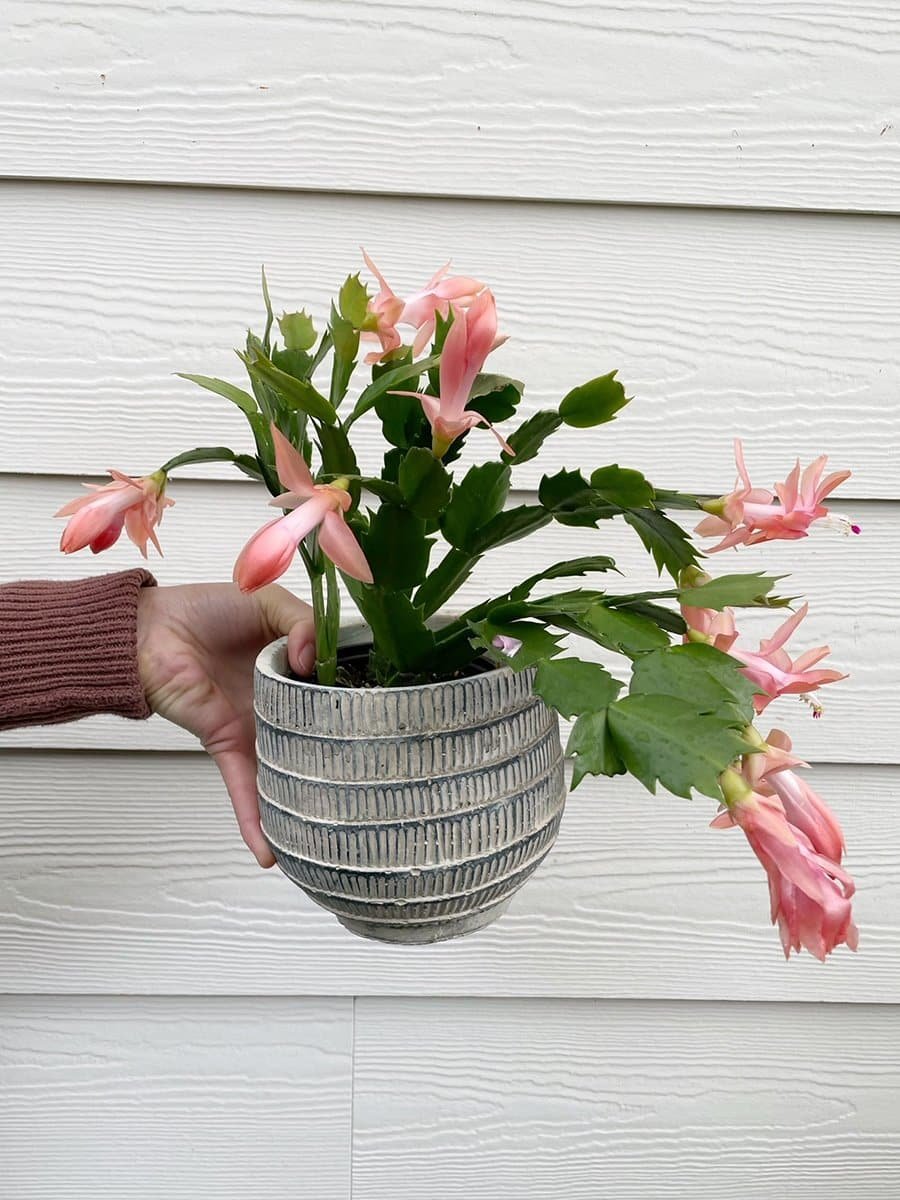 holiday-plants-zygocactus-1