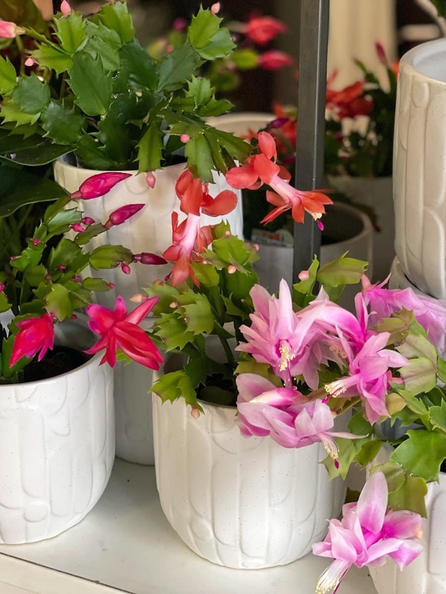 holiday-plants-zygocactus-6