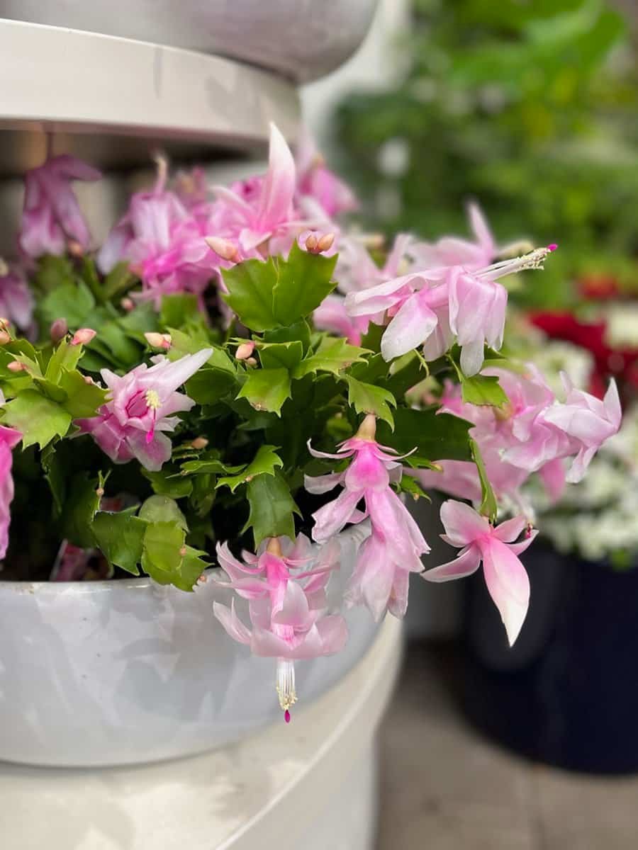 holiday-plants-zygocactus-7