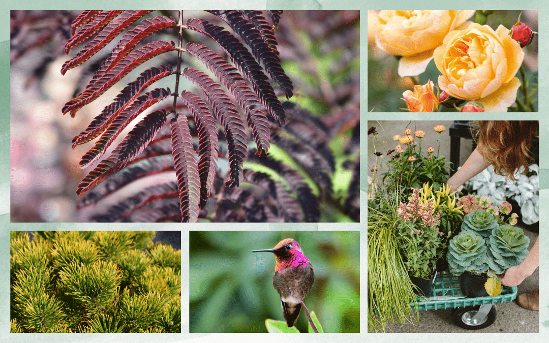 Gardening Trends for 2024