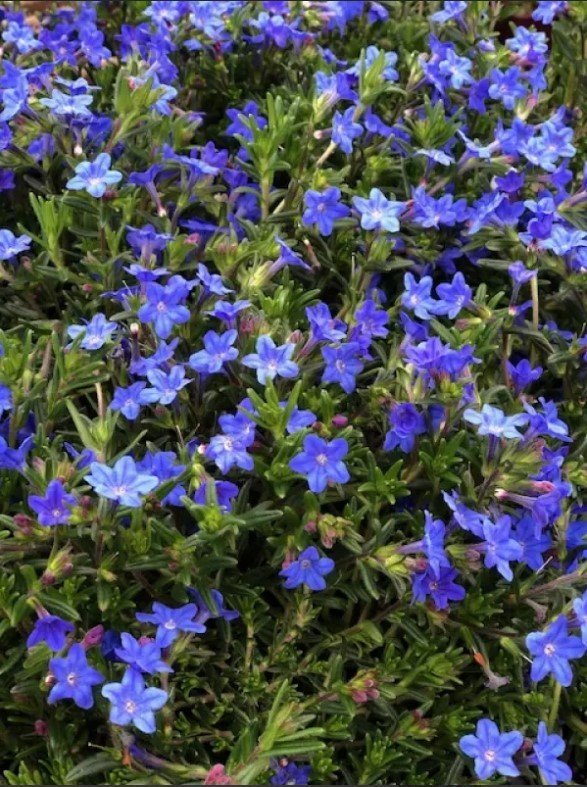 Lithodora - vivid blue blooms against a green leafy background at a Dennis' 7 Dees Garden Center