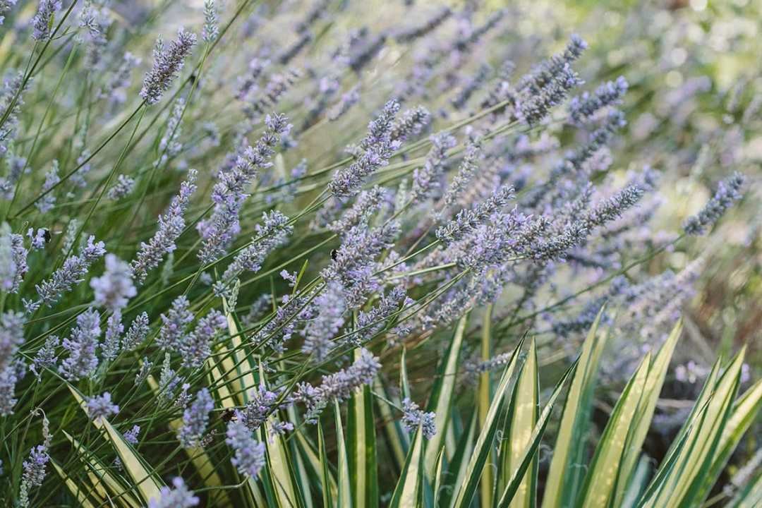 lavender and yucca, drought-tolerant plants lavender and yucca in the landscape