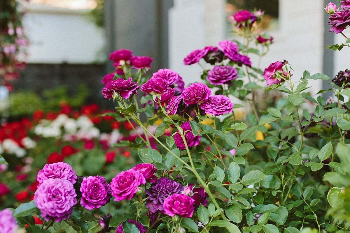 The Perfect Rose for Every Garden Style