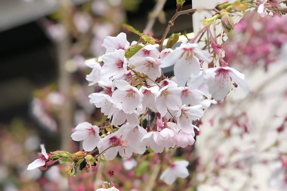 pale pink flowering cherry blossom tree in bloom