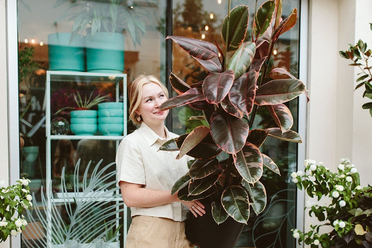 statement houseplant ficus elastica ruby