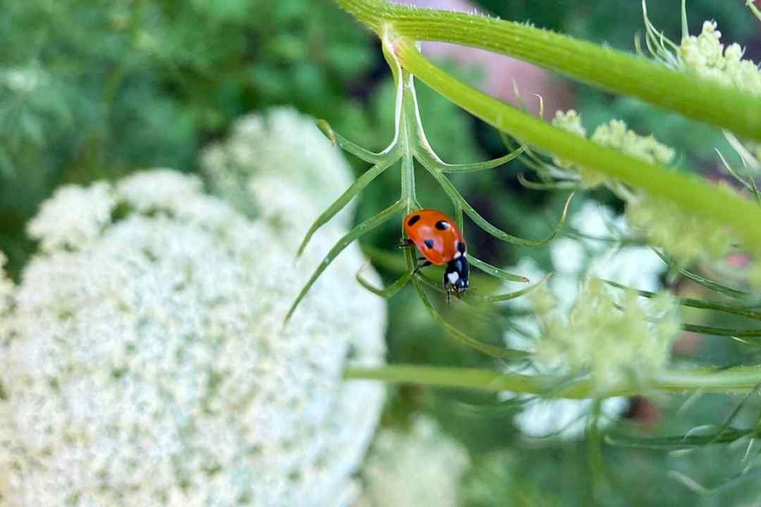 ladybug on plant