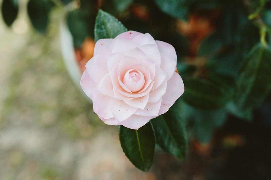 Single bloom of the Spring Camellia Japonica Nuccios Pearl - 7 Dees Garden Centers