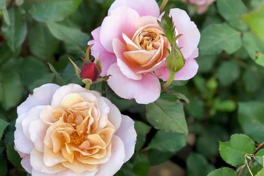 Distant Drums Floribunda Rose - 7 Dees Landscaping