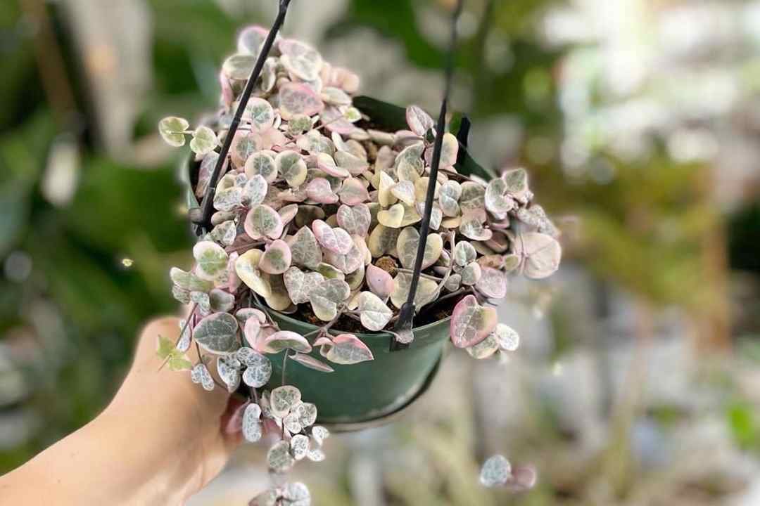 String of hearts variegated houseplant - 7 Dees