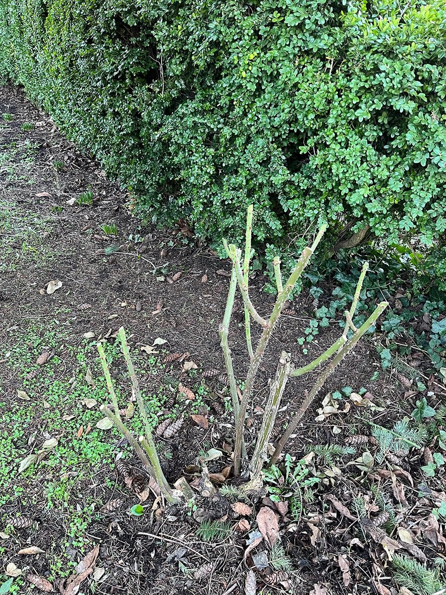 winter-pruning-rose-after