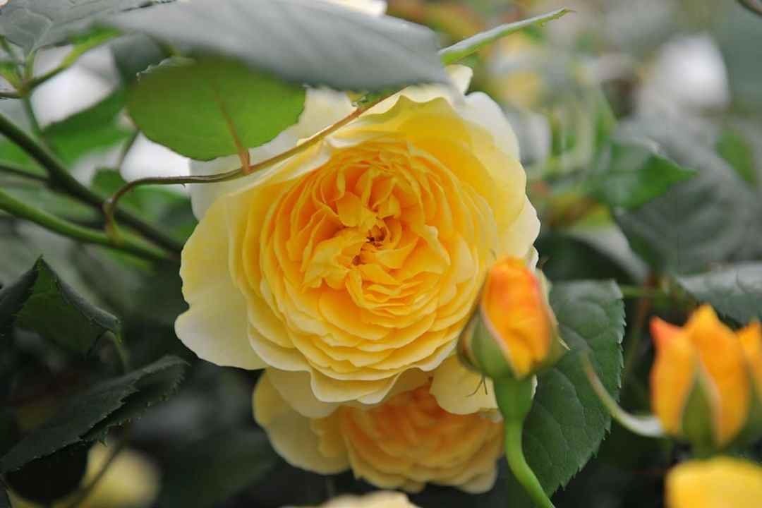 The Poet's Wife English Shrub Rose