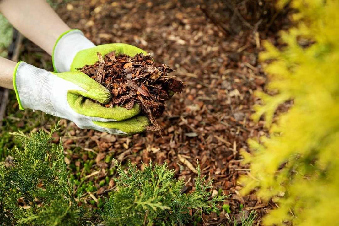 mulching garden beds mulching garden beds