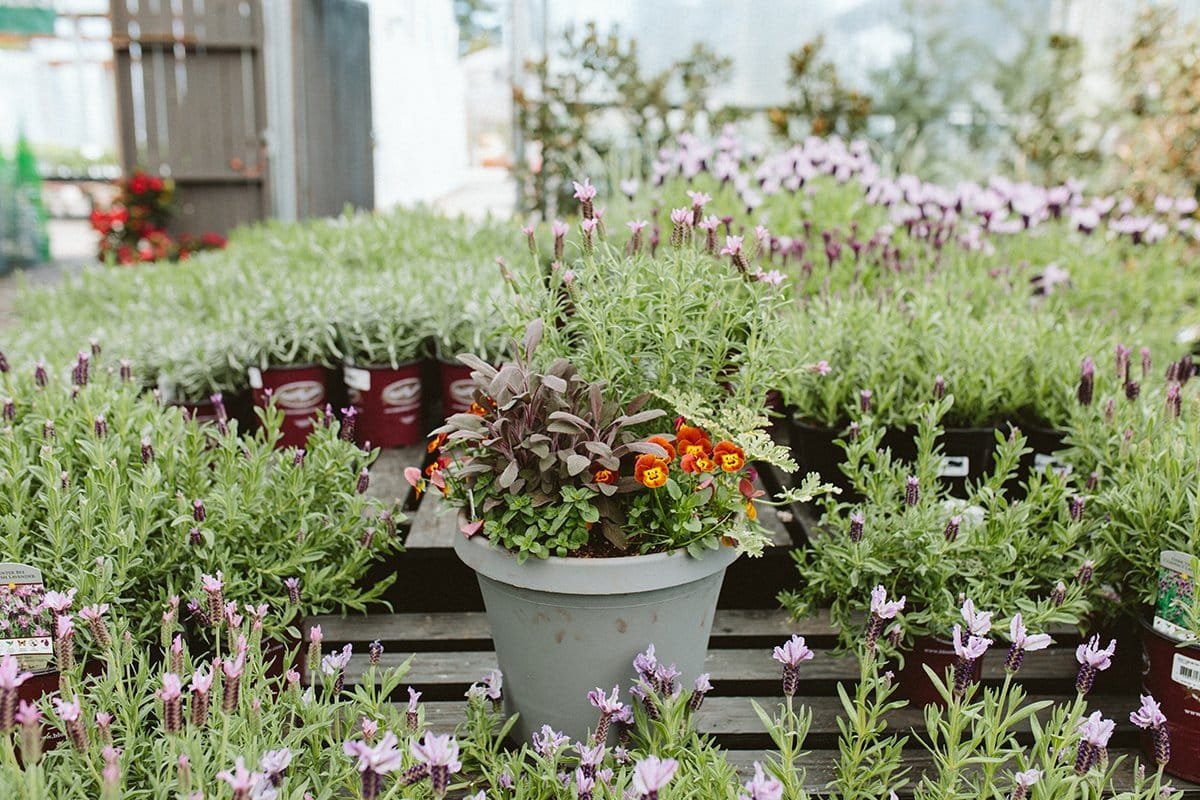 How to Create an Ornamental Edible Garden