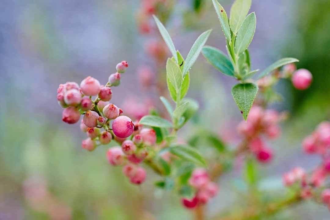 Pink Lemonade Blueberries pink lemonade blueberries growing on plant