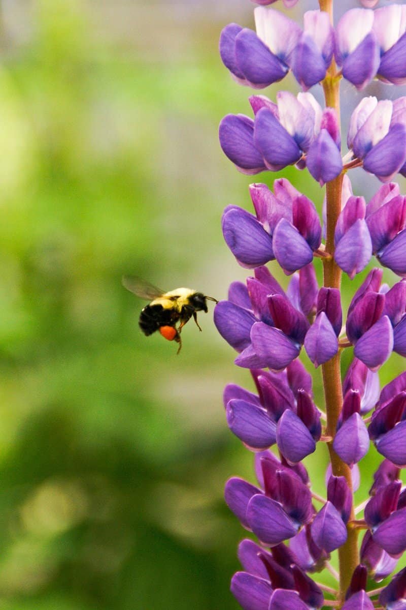 bee-pollinating-purple-lupine-flower
