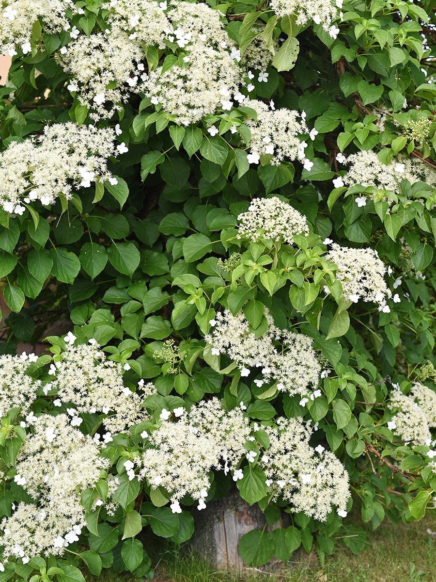 Climbing Hydrangea Endless Summer 'Summer Crush' Bigleaf Hydrangea