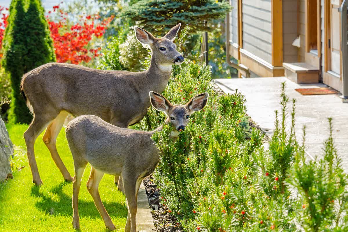 Deer-Resistant Gardening Tips: Plants That Deter Deer, Elk & Rabbits in the Pacific Northwest