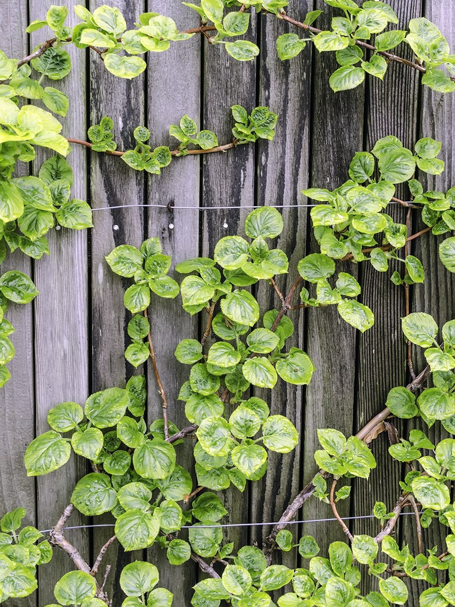 Miranda Climbing Hydrangea The Original Endless Summer Hydrangea
