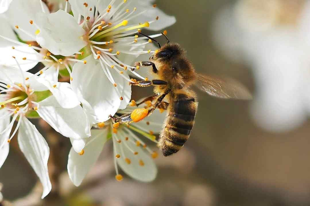 pollinating-bee-visiting-flower-and-carrying-pollen bumblebee pollinating Oregon Grape flowers