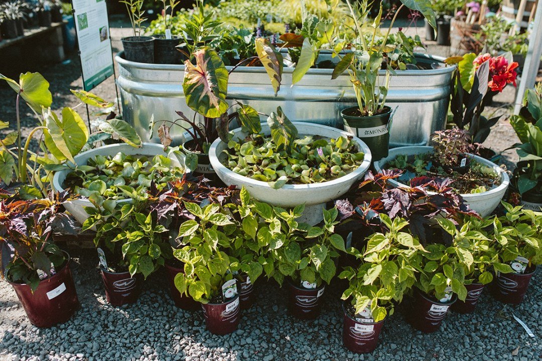 dennis7dees-water-gardens-and-tropical-plants-display