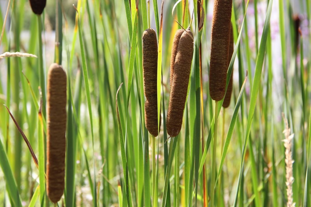 dennis7dees-water-gardens-cattail-1