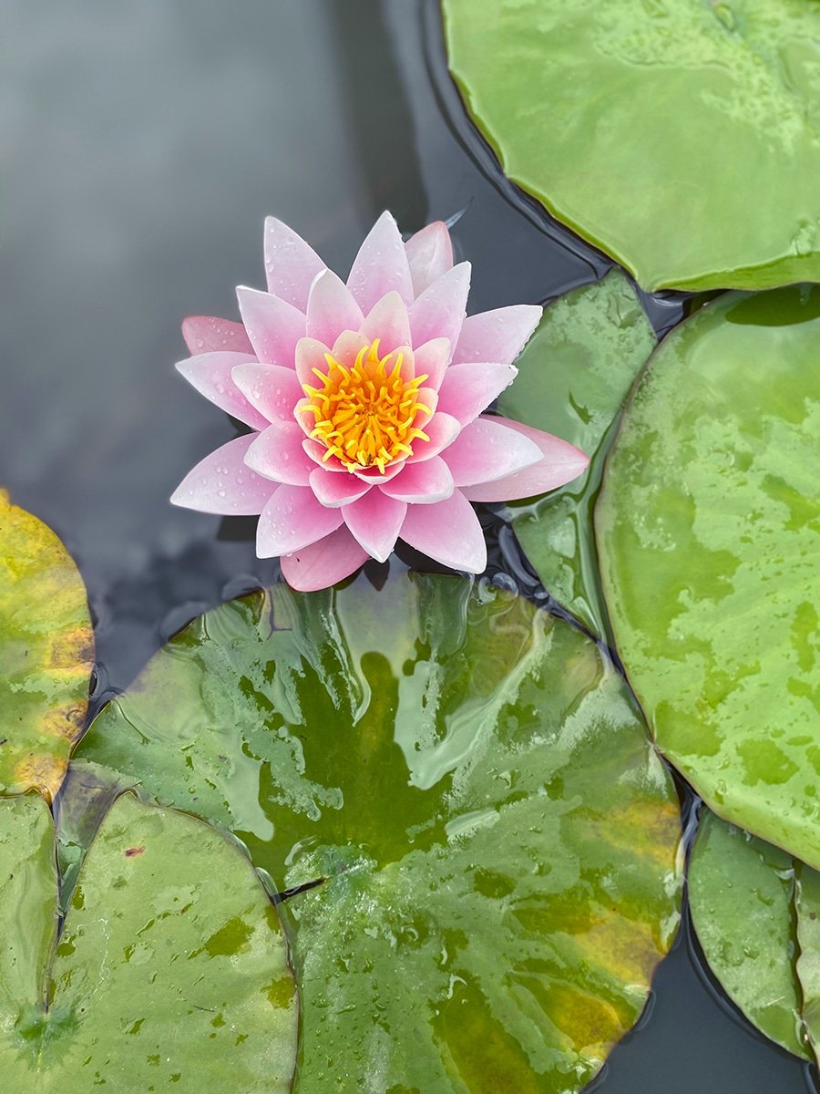 dennis7dees-water-gardens-emergent-water-lily