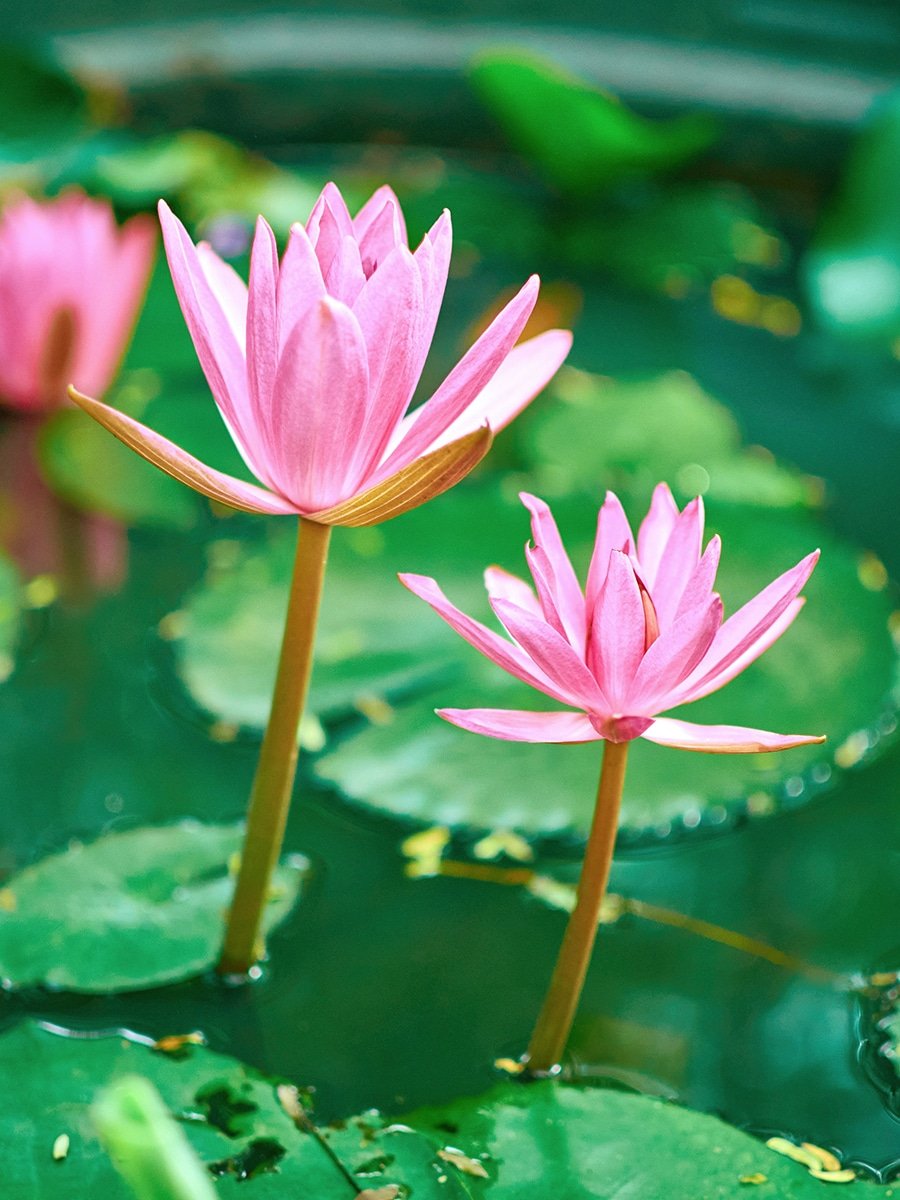 dennis7dees-water-gardens-emergent-water-lotus