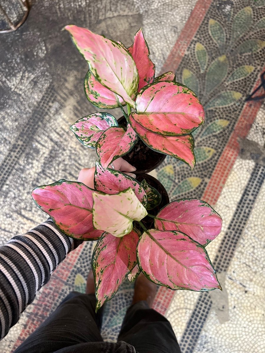 photo of pink aglaonema plant