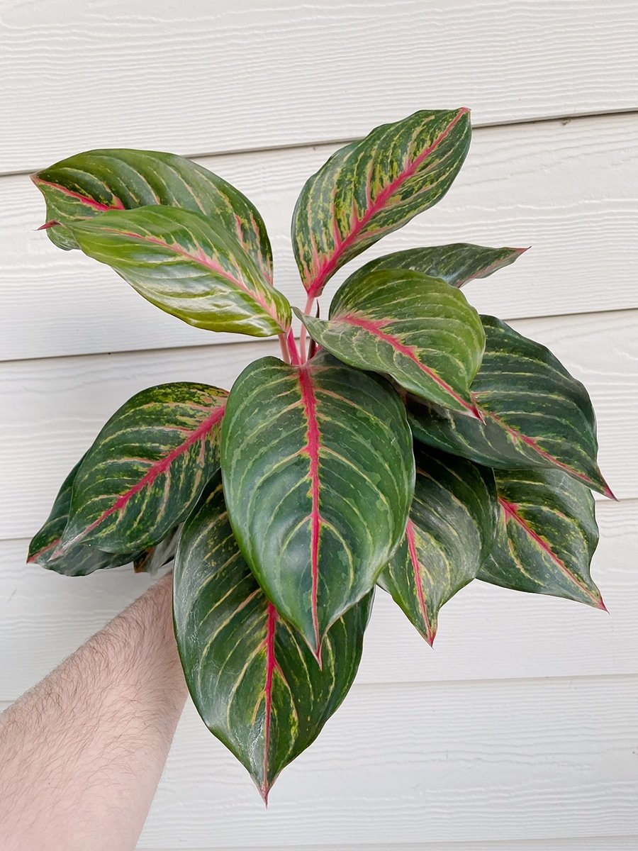 Photo of Ruby Tinieke plant in pink pot