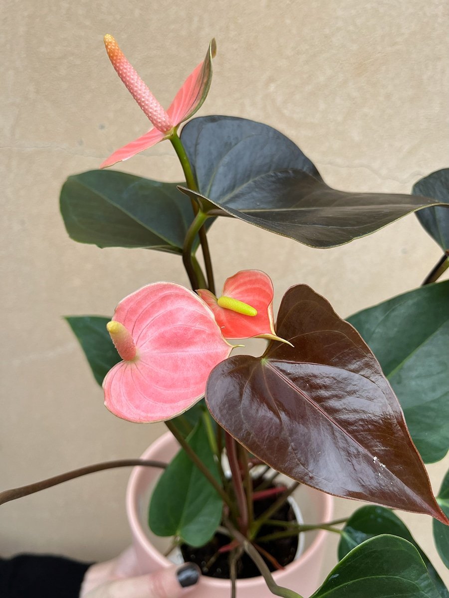 photo of pink aglaonema plant