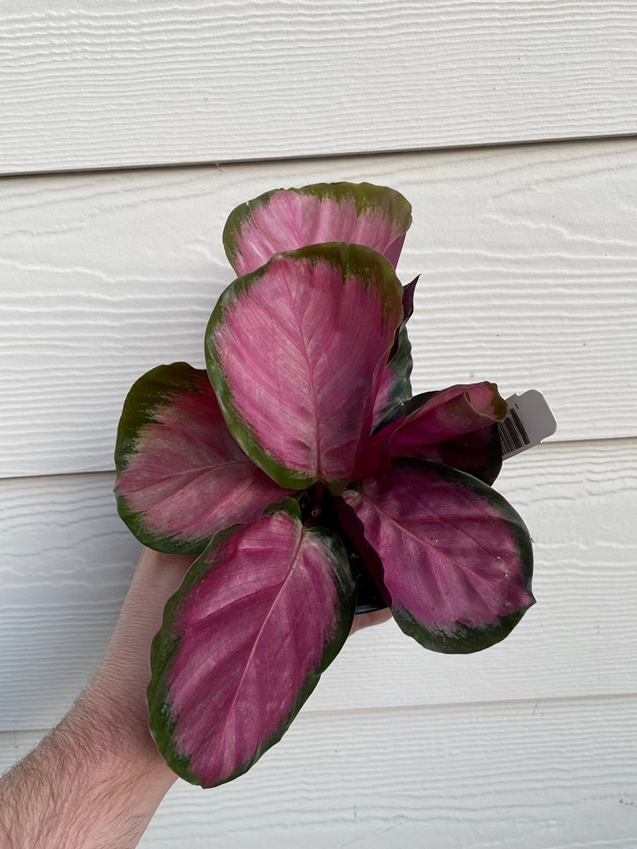 photo of a pink syngonium plant