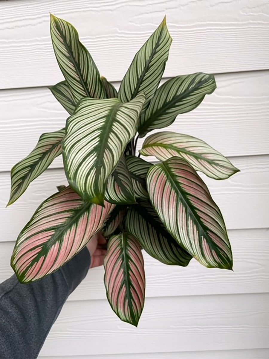 photo of pink aglaonema plant