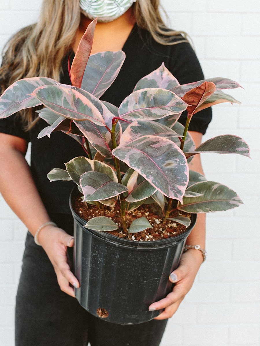 Photo of Ruby Tinieke plant in pink pot