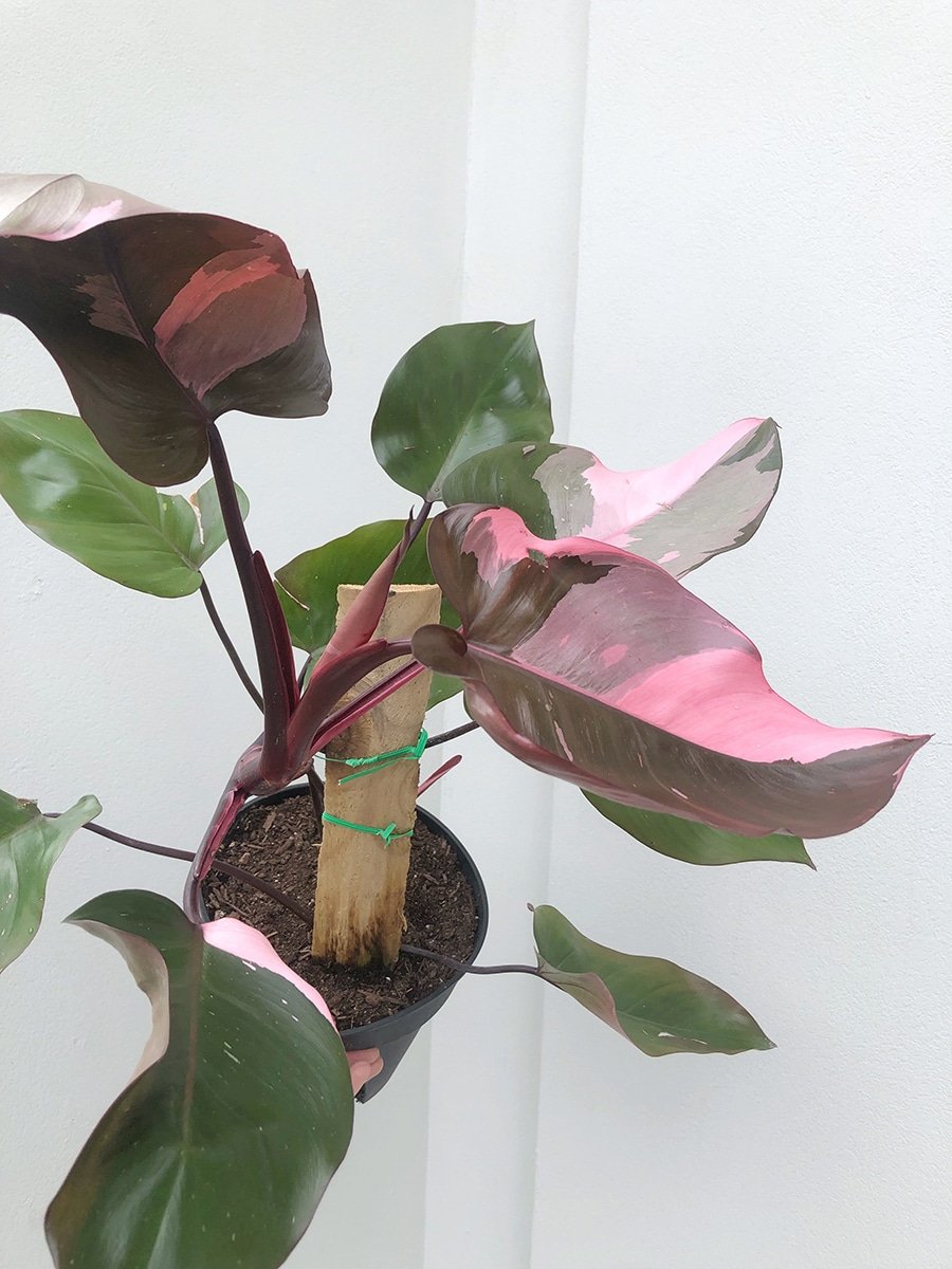 Photo of Ruby Tinieke plant in pink pot