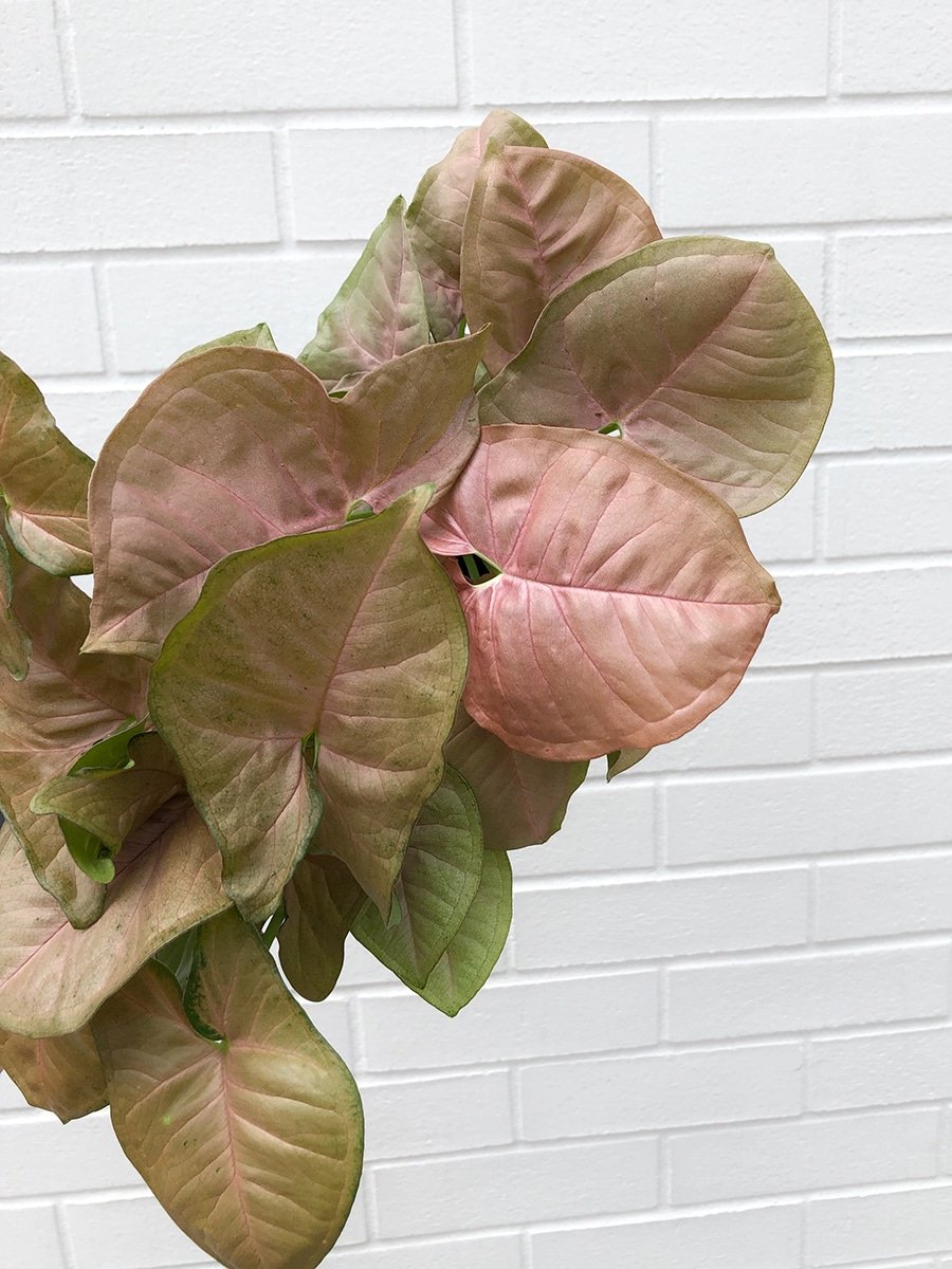 photo of a pink syngonium plant