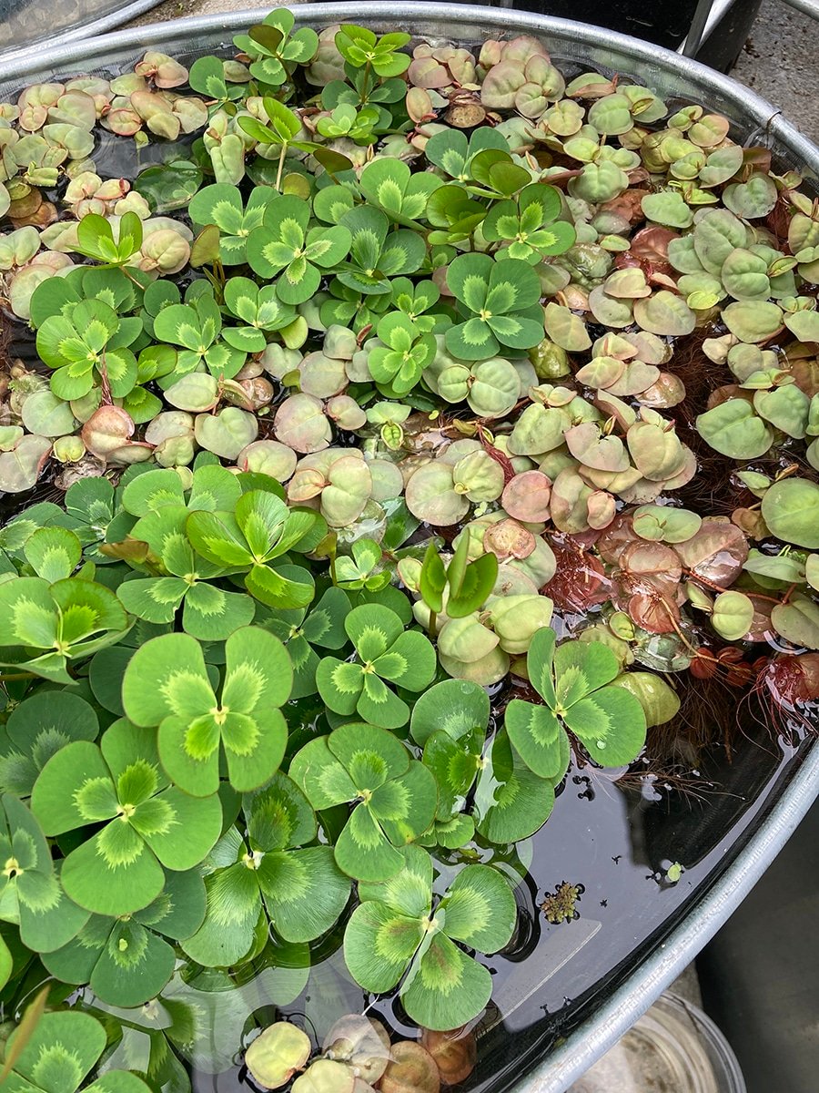water-gardens-floating-water-clover-and-frogbit water clover and other water plants in trough