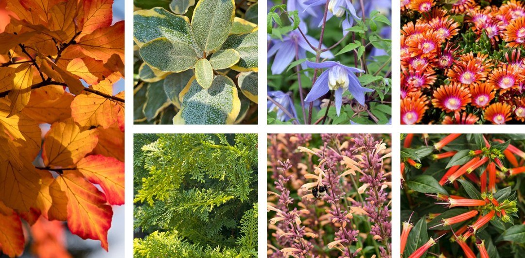 7 UnderappreciatedSun Plants Palette 7 underappreciated sun plants for the garden