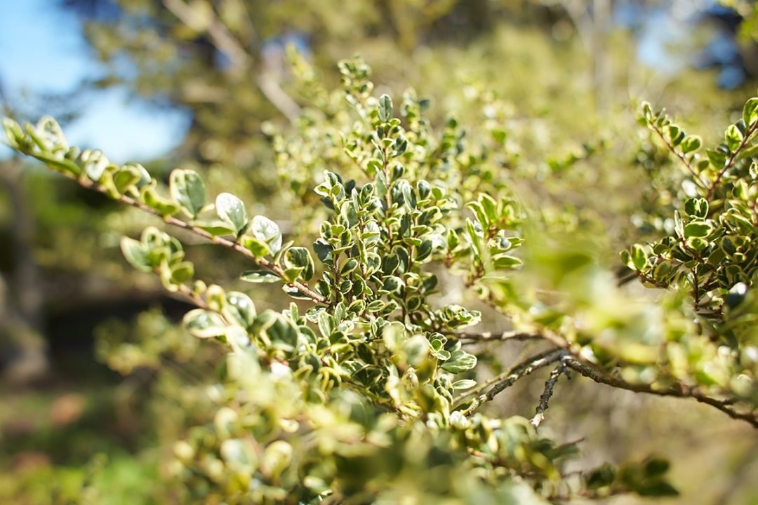 Plant,Of,Flacourtiaceae,Azara,Microphylla,Variegata,In,The,Garden.,Summer