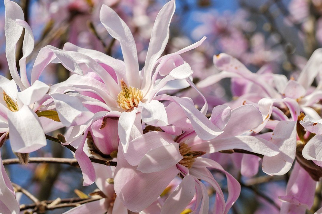 deciduous-magnolia-x-loebneri-leonard-messel